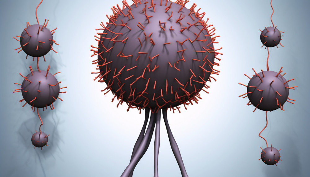 Quelles sont les diverses fonctions des testicules ?